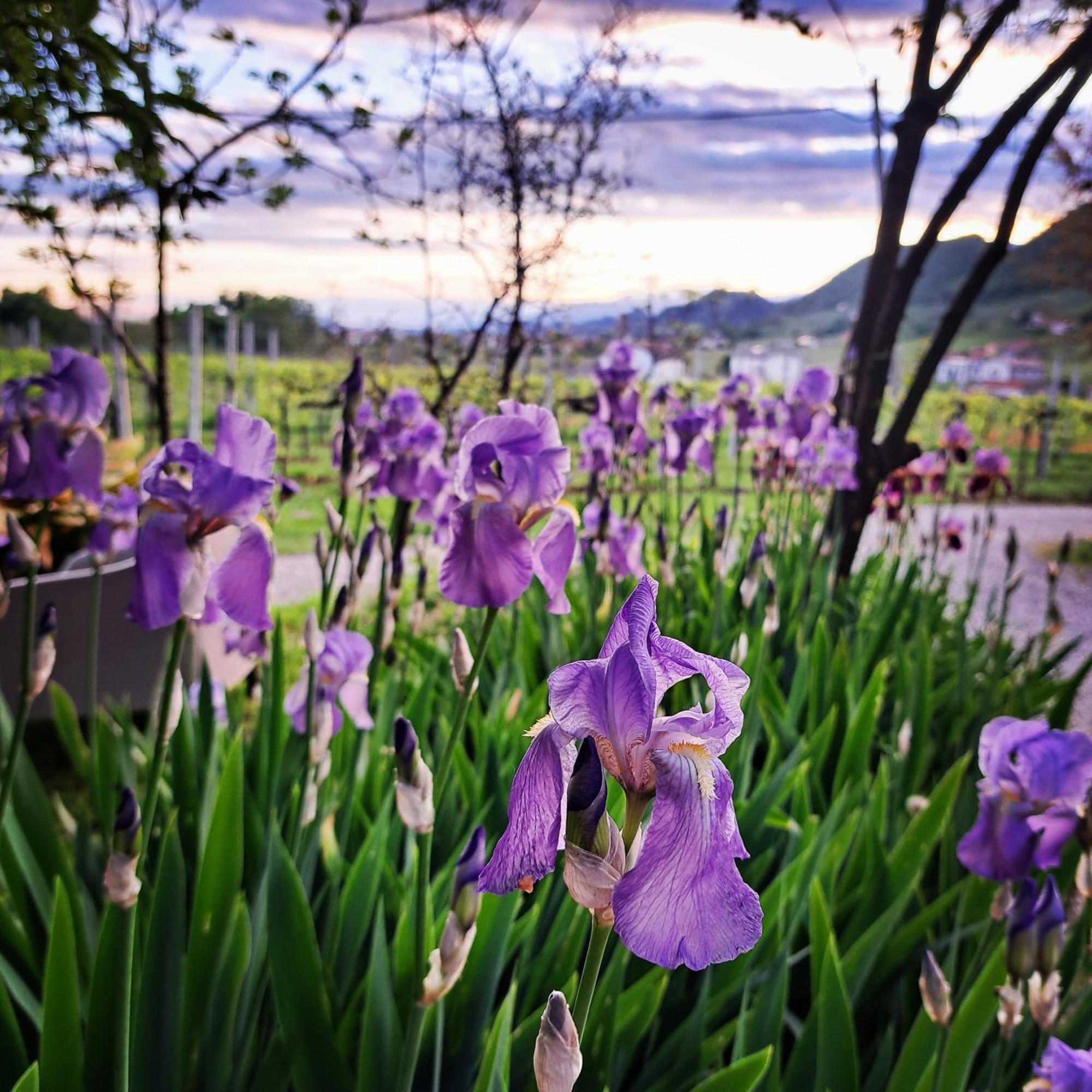 Casadesergio Refrontolo ภายนอก รูปภาพ